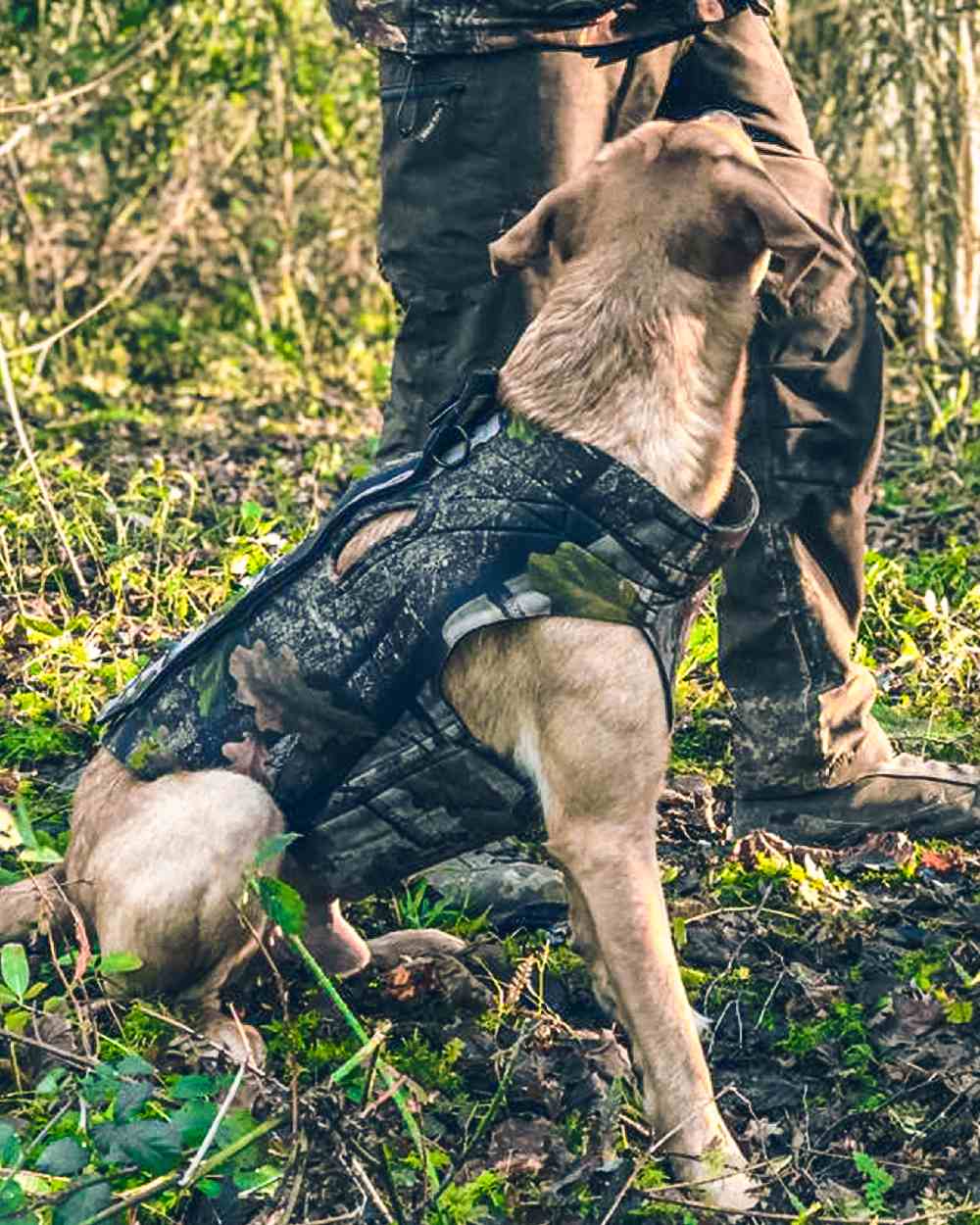 Evo coloured Jack Pyke GEN2 Technical Neoprene Dog Vest on forest background 