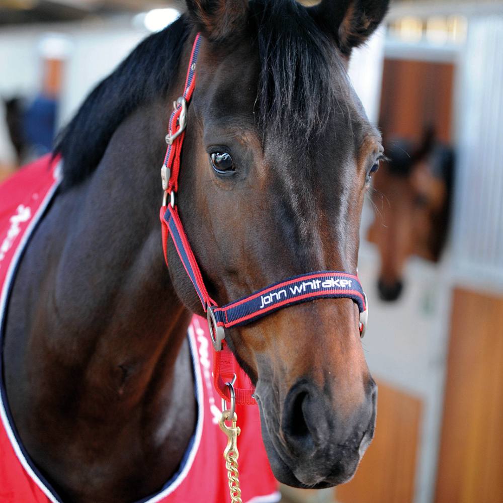 John Whitaker Padded Headcollar In Red/White/Navy