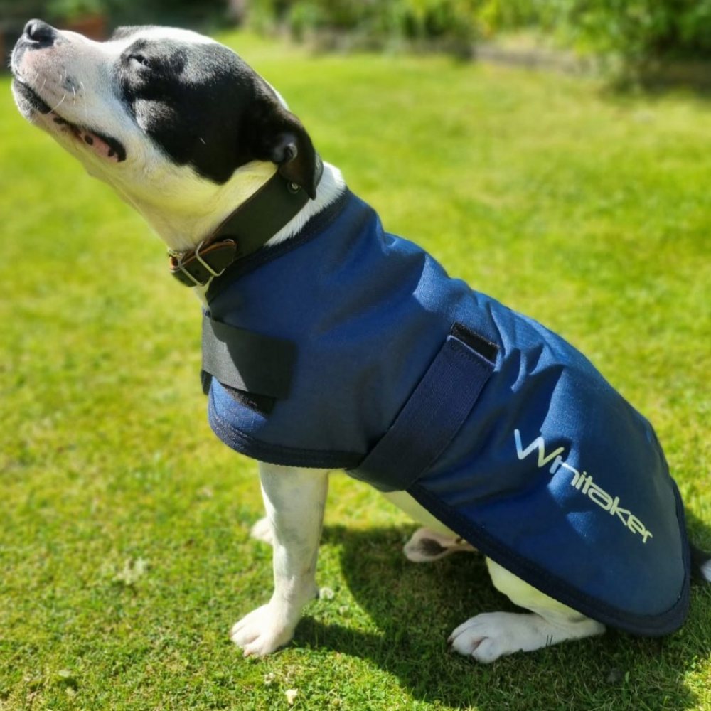 John Whitaker Weir Dog Coat In Navy