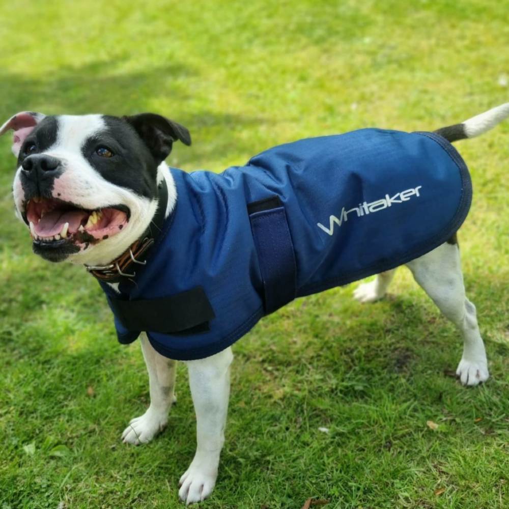 John Whitaker Weir Dog Coat In Navy