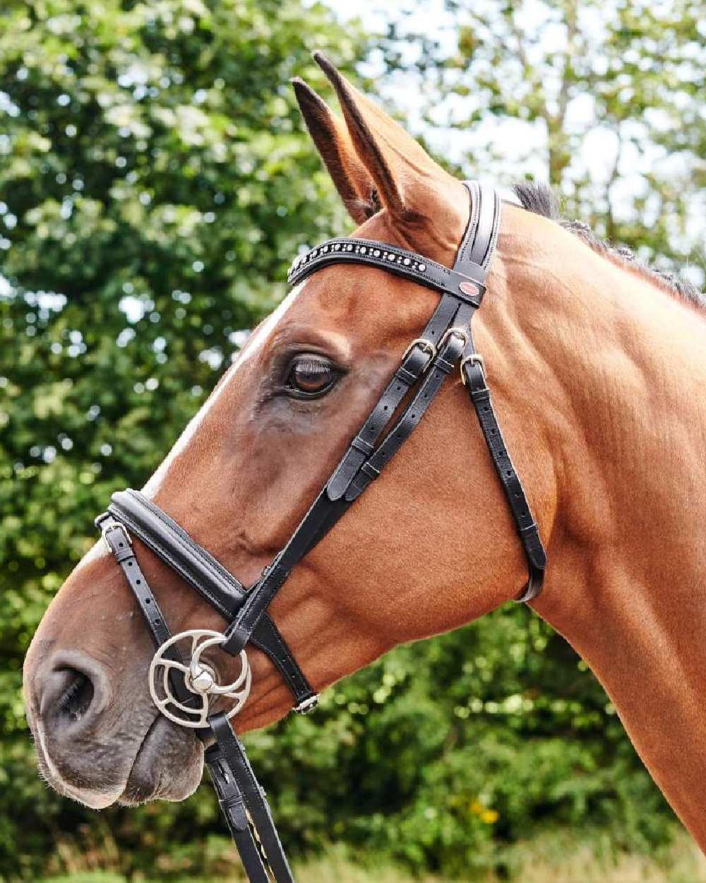 Black coloured John Whitaker Lynton Flash Bridle With Browbands on forest background 