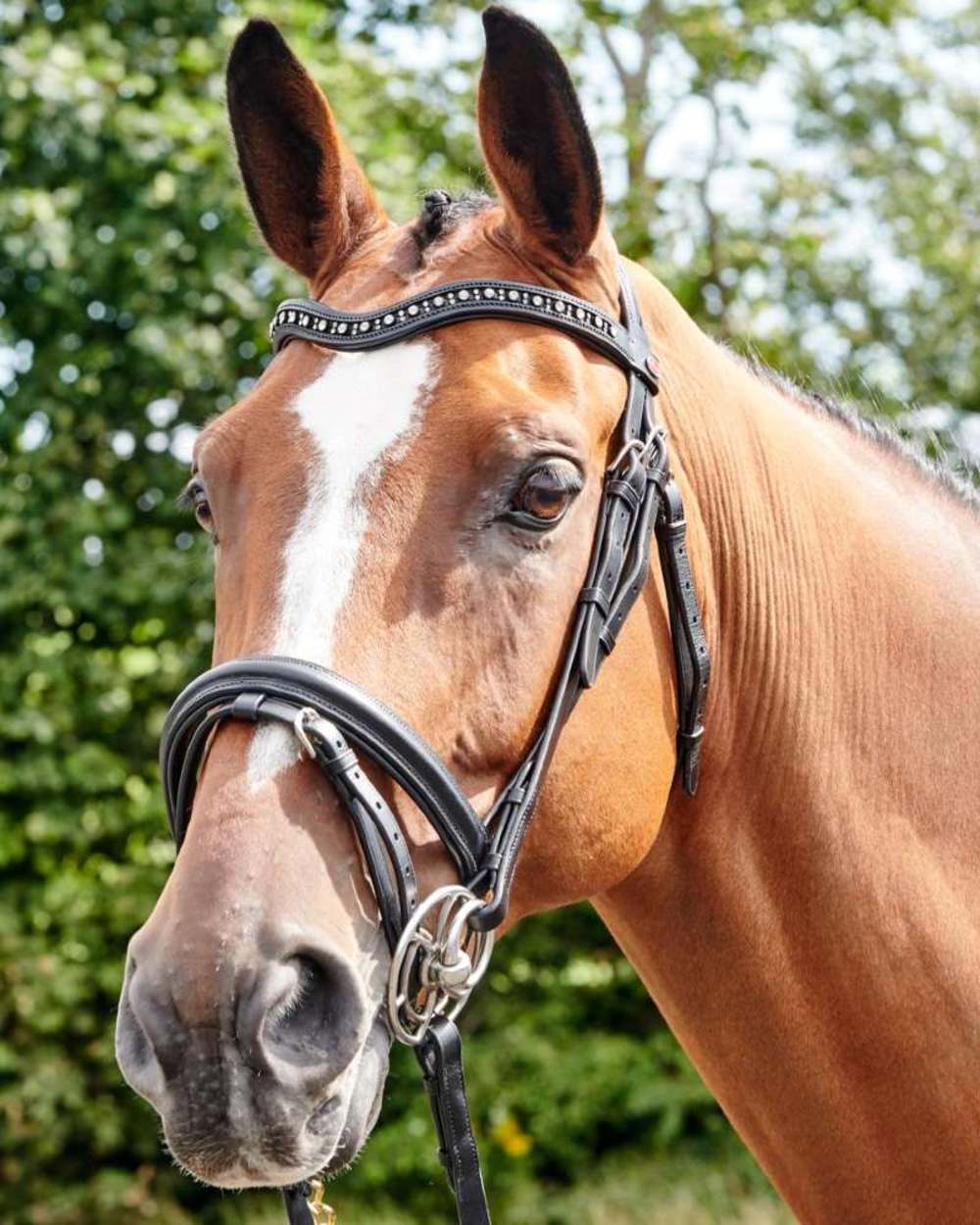 Black coloured John Whitaker Lynton Flash Bridle With Browbands on forest background 