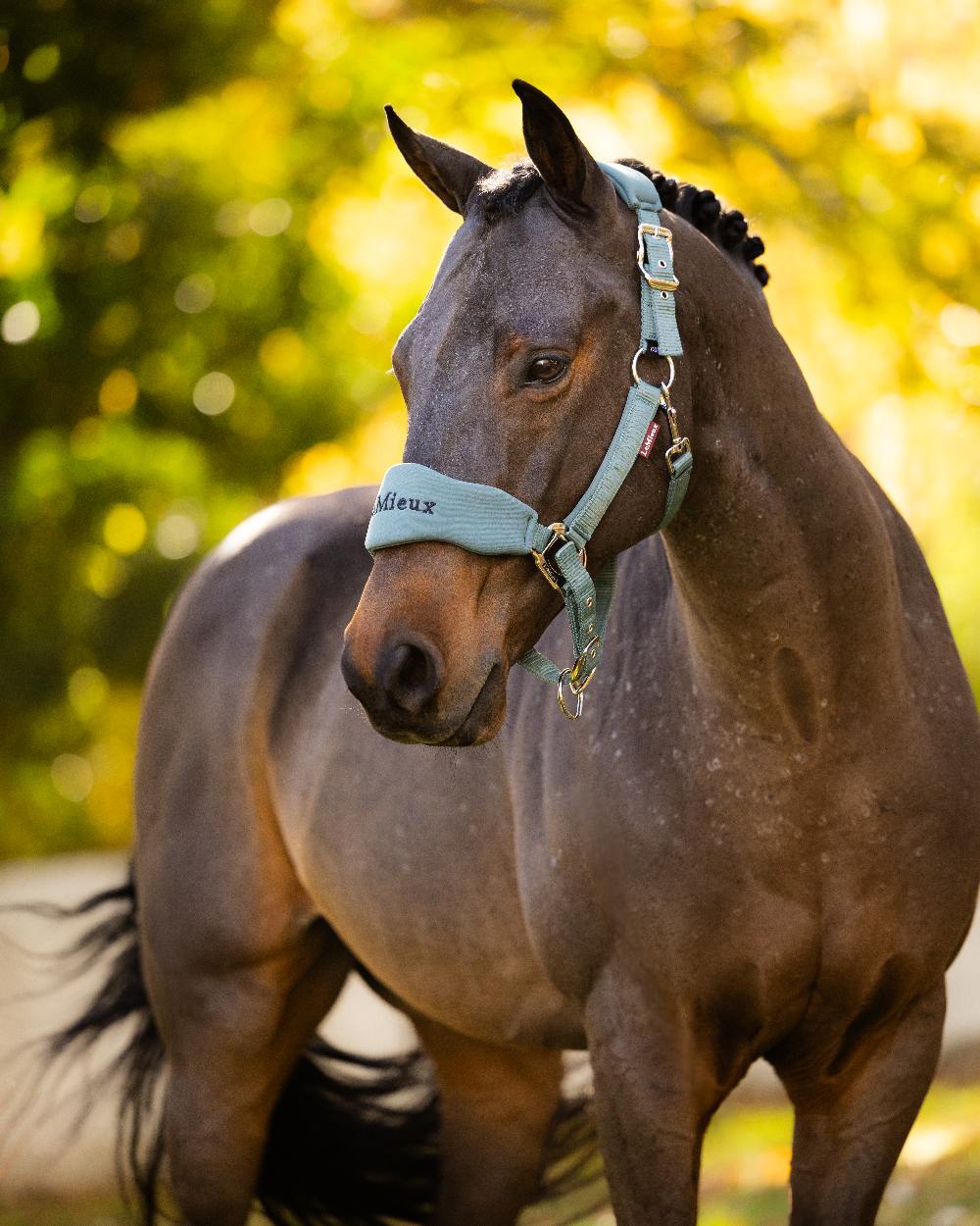 Aloe Coloured LeMieux Breakaway Vogue Headcollar and Leadrope on Outside Field Background 