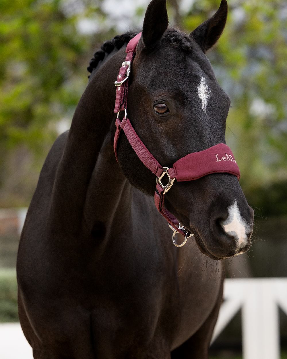 Bramble Coloured LeMieux Breakaway Vogue Headcollar and Leadrope on Outside Field Background 