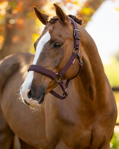 Damson coloured LeMieux Essence Headcollar on blurry background 