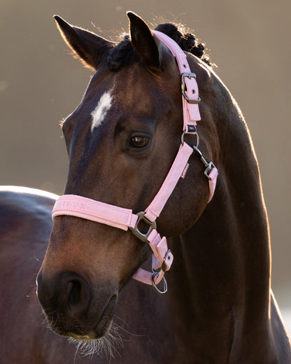 Fondant coloured LeMieux Essence Headcollar on blurry background 