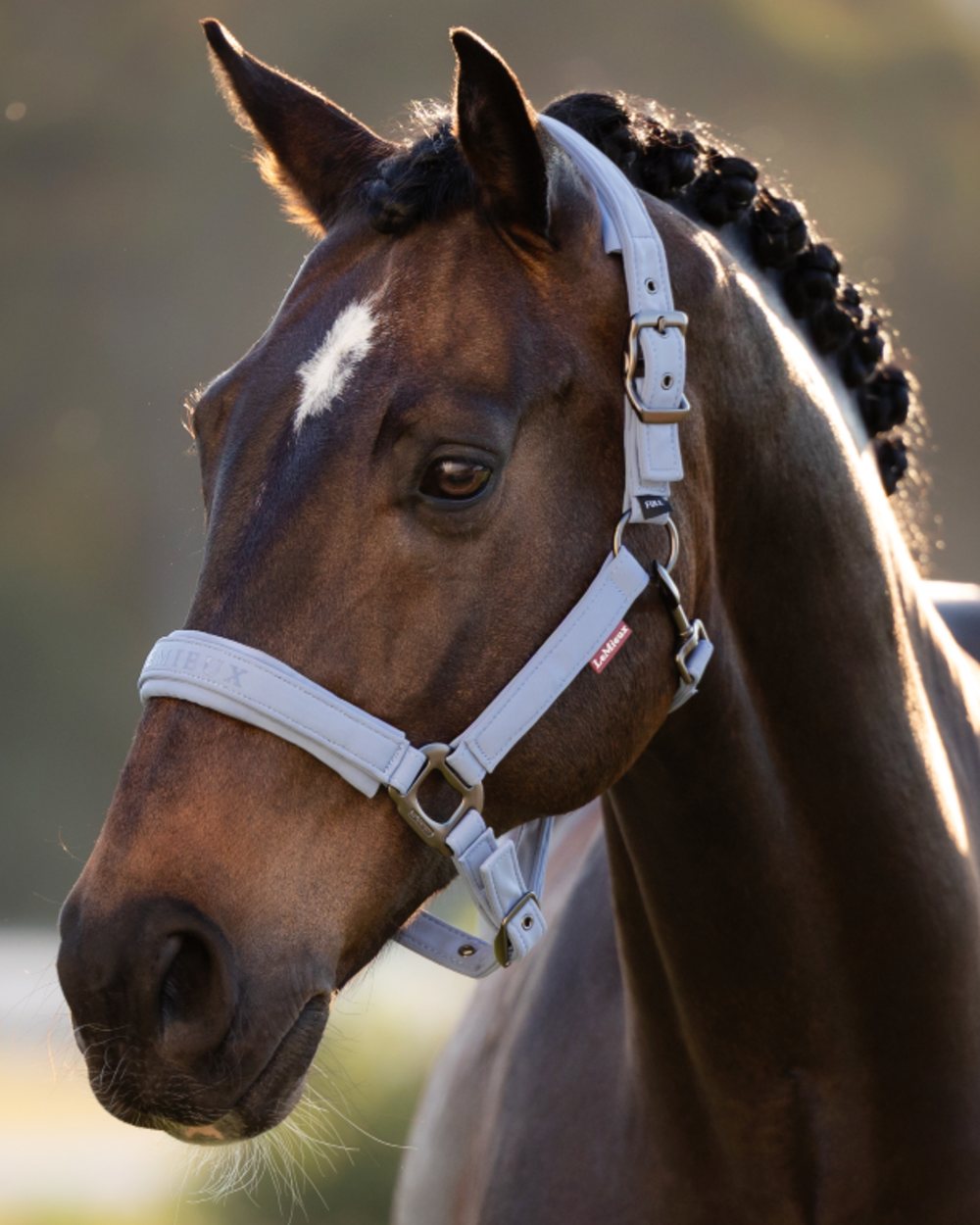 Powder Blue coloured LeMieux Essence Headcollar on blurry background 