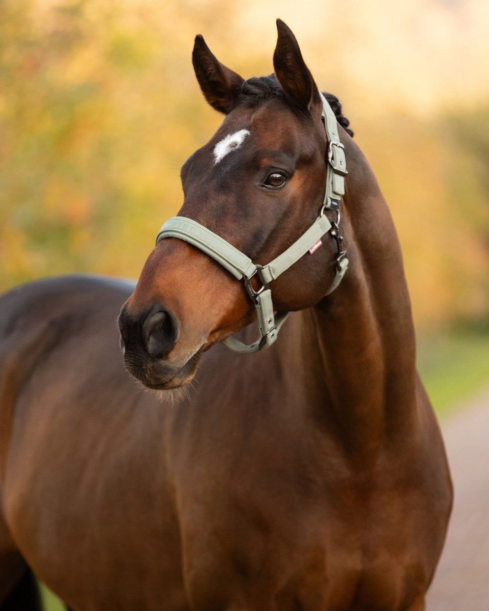Rosemary coloured LeMieux Essence Headcollar on blurry background 