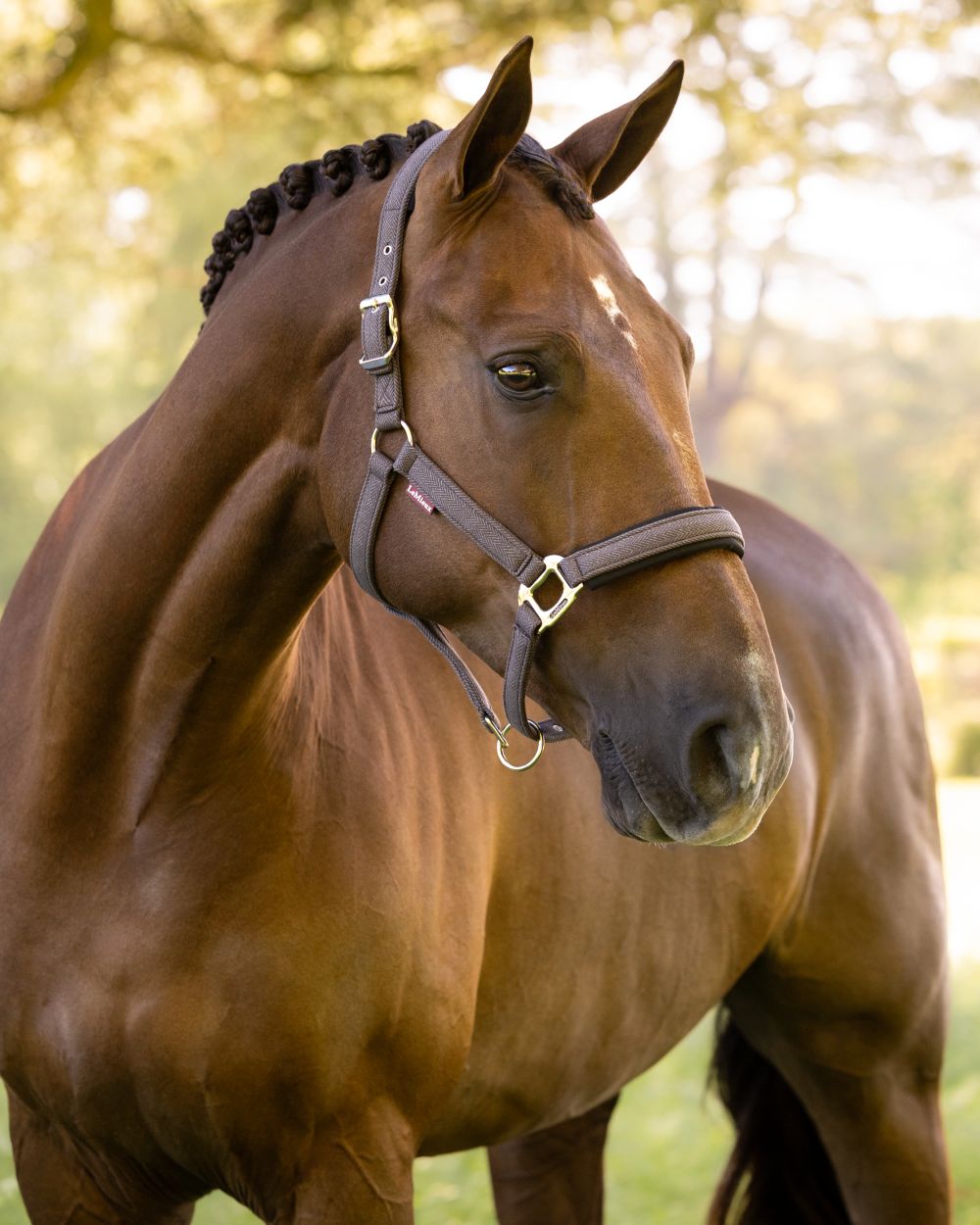 Cocoa coloured LeMieux Heritage Headcollar on outdoor background 