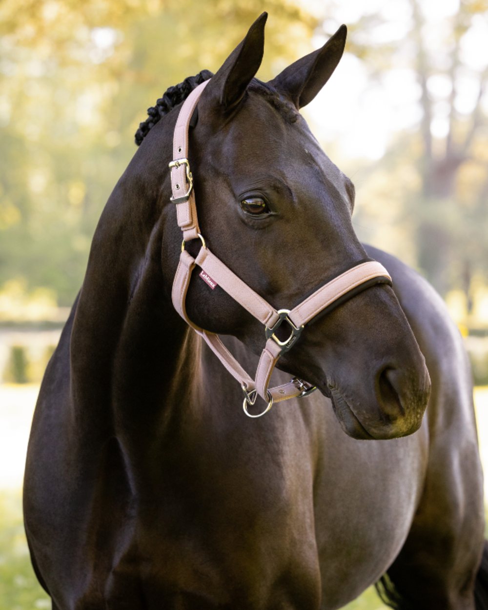 Wild Rose coloured LeMieux Heritage Headcollar on outdoor background 
