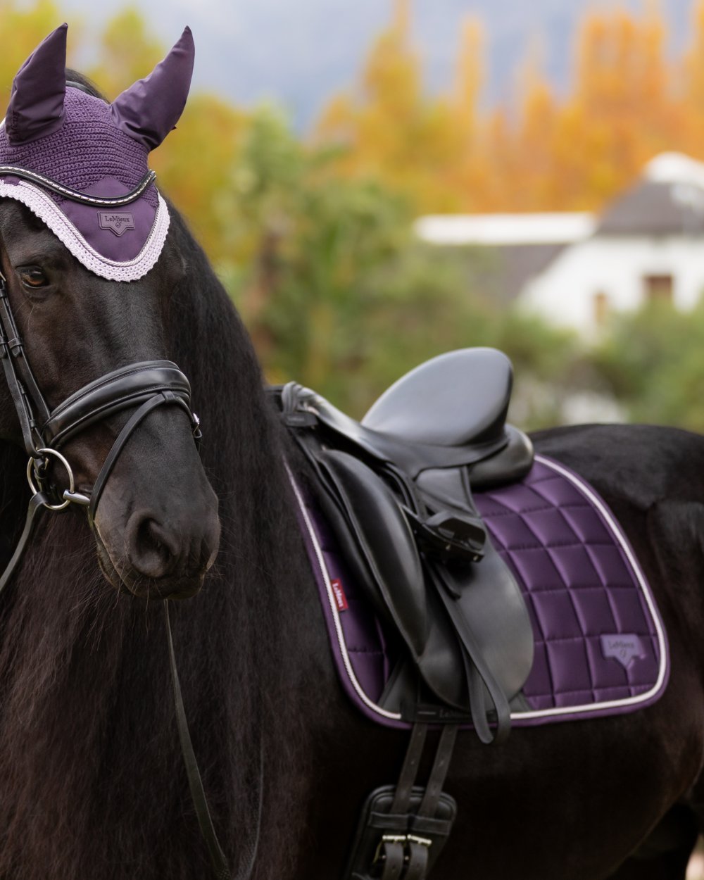 Juniper coloured LeMieux Loire Dressage Square on tree background 