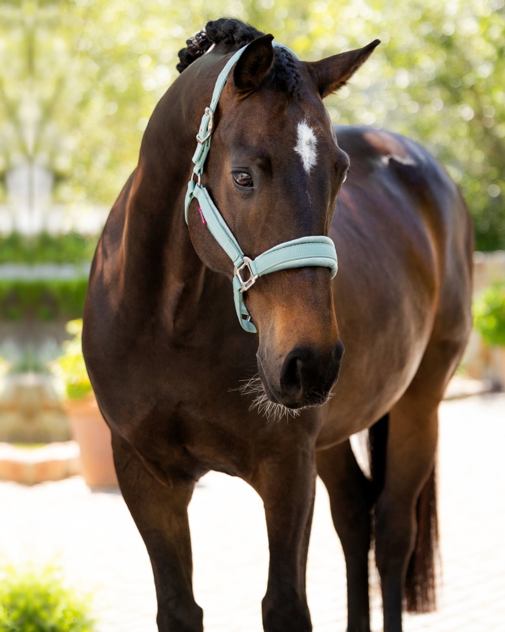 Aqua coloured LeMieux Versailles Headcollar on blurry background 