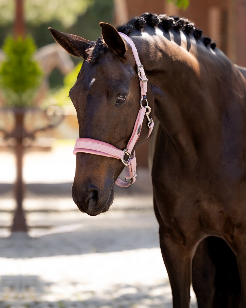 Blossom coloured LeMieux Versailles Headcollar on street background 