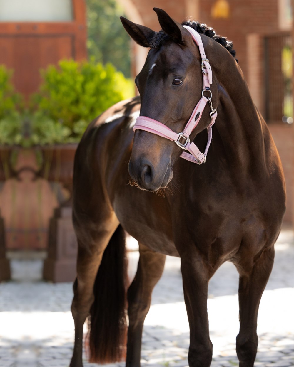 Blossom coloured LeMieux Versailles Headcollar on street background 