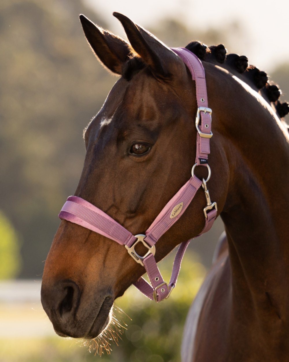Mallow coloured LeMieux Versailles Headcollar on outdoor background 