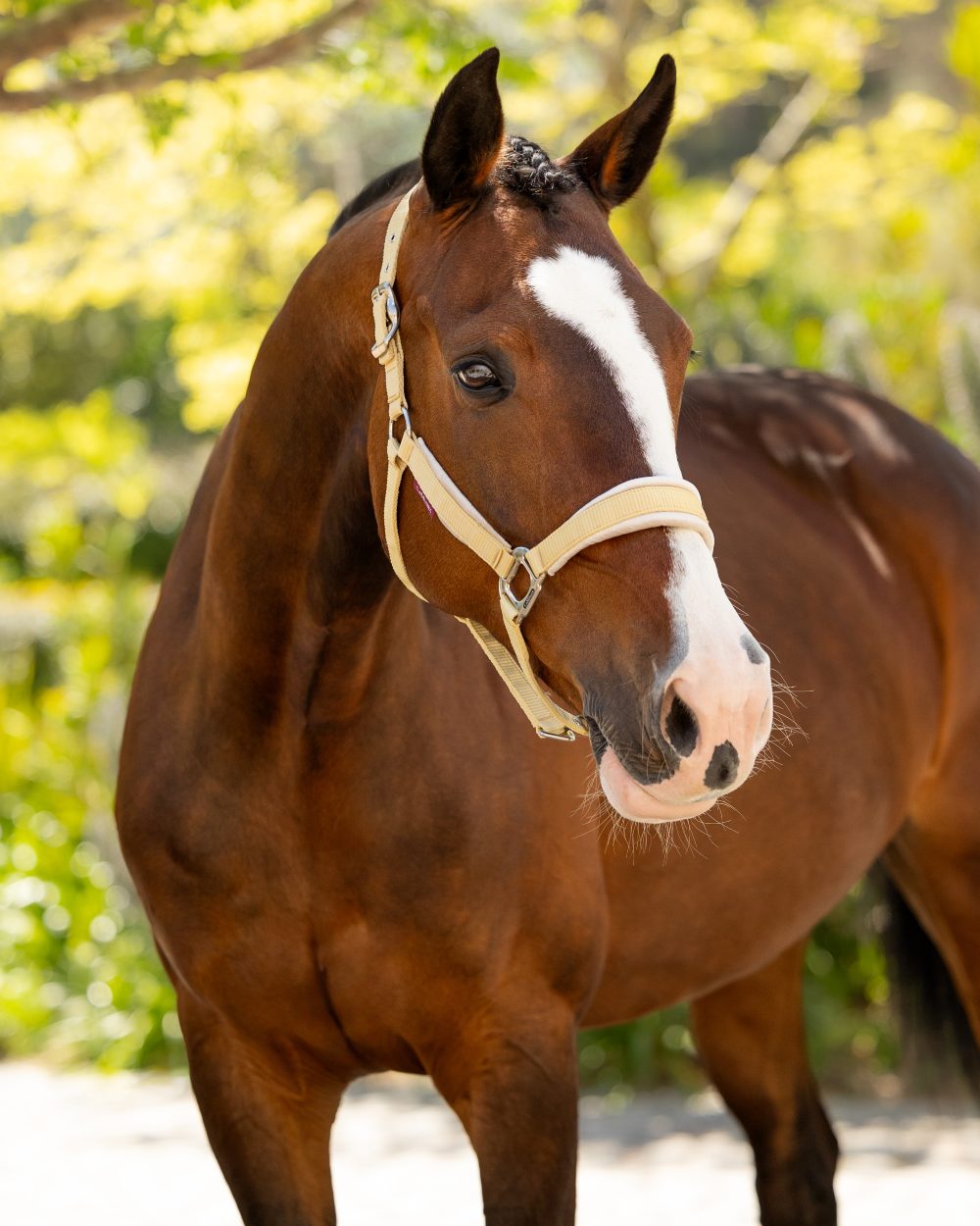 Mimosa coloured LeMieux Versailles Headcollar on blurry background 