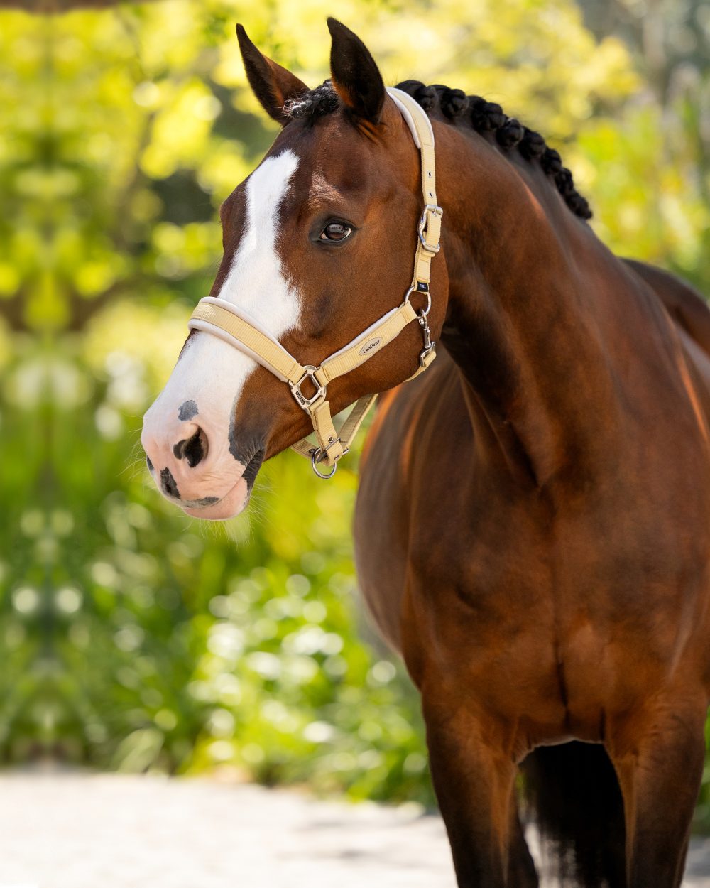Mimosa coloured LeMieux Versailles Headcollar on blurry background 
