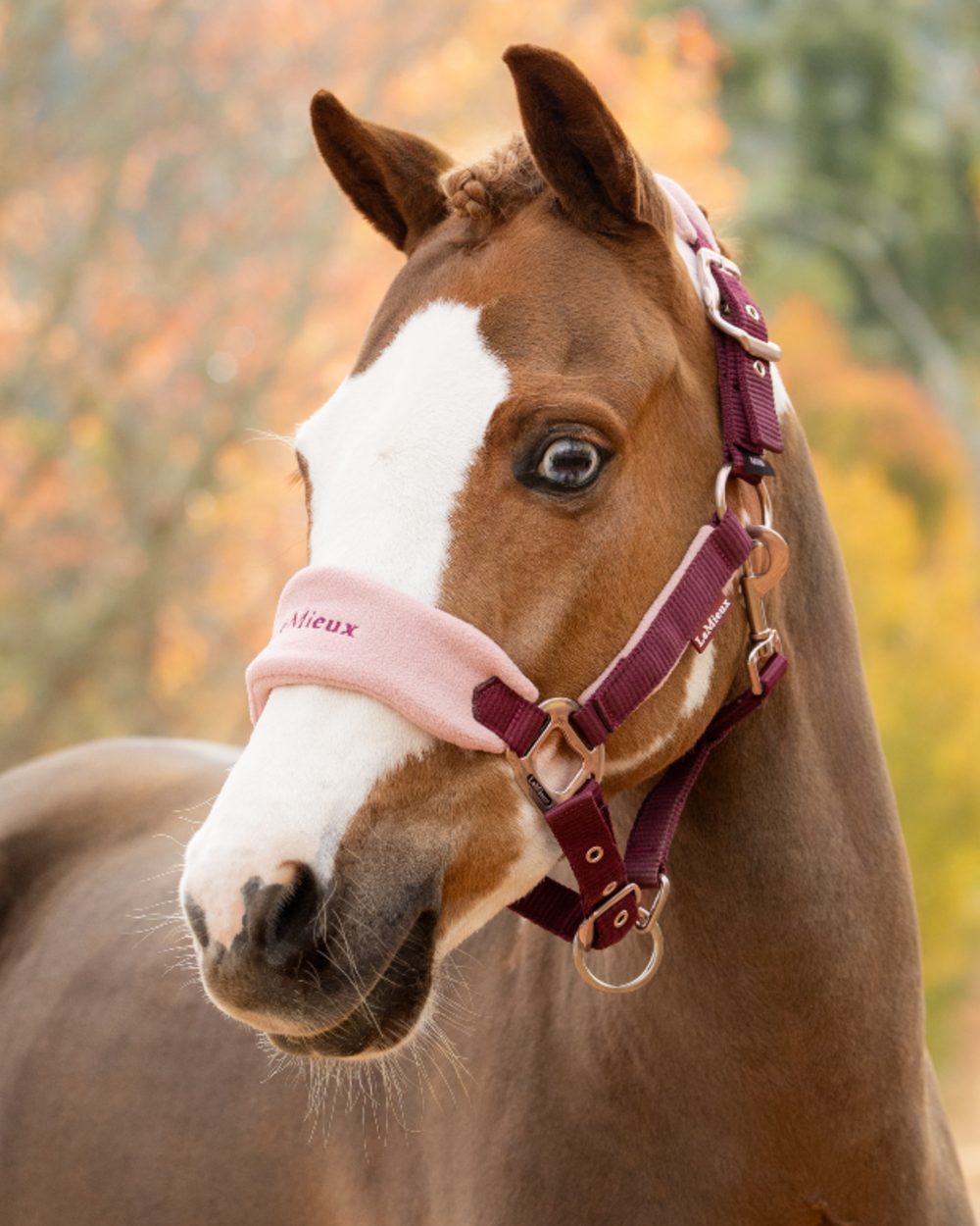 Blackberry coloured LeMieux Vogue Headcollar &amp; Leadrope on outdoor background 