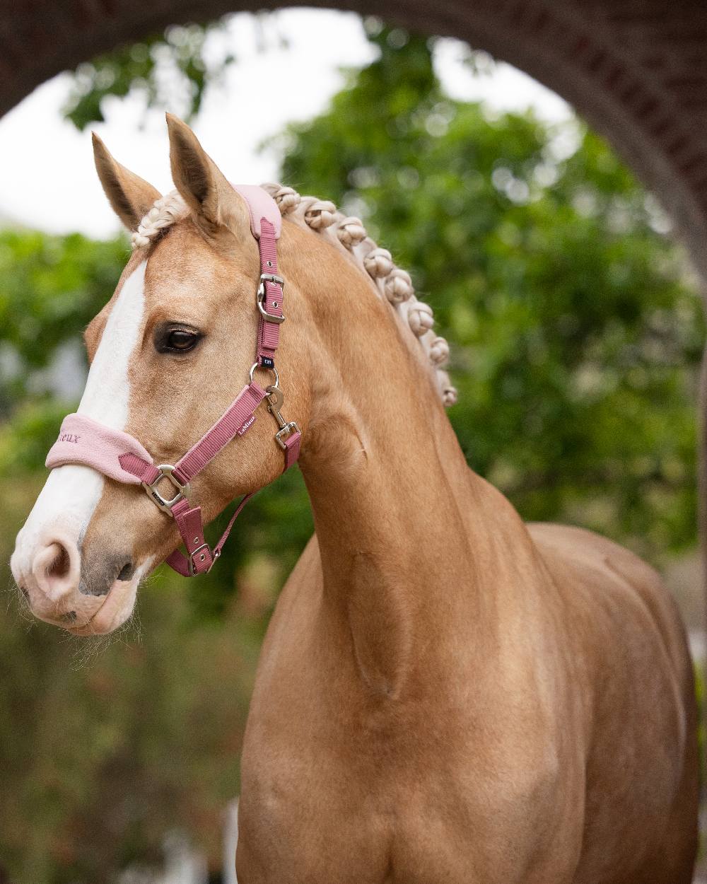Blossom coloured LeMieux Vogue Headcollar &amp; Leadrope on backyard background 