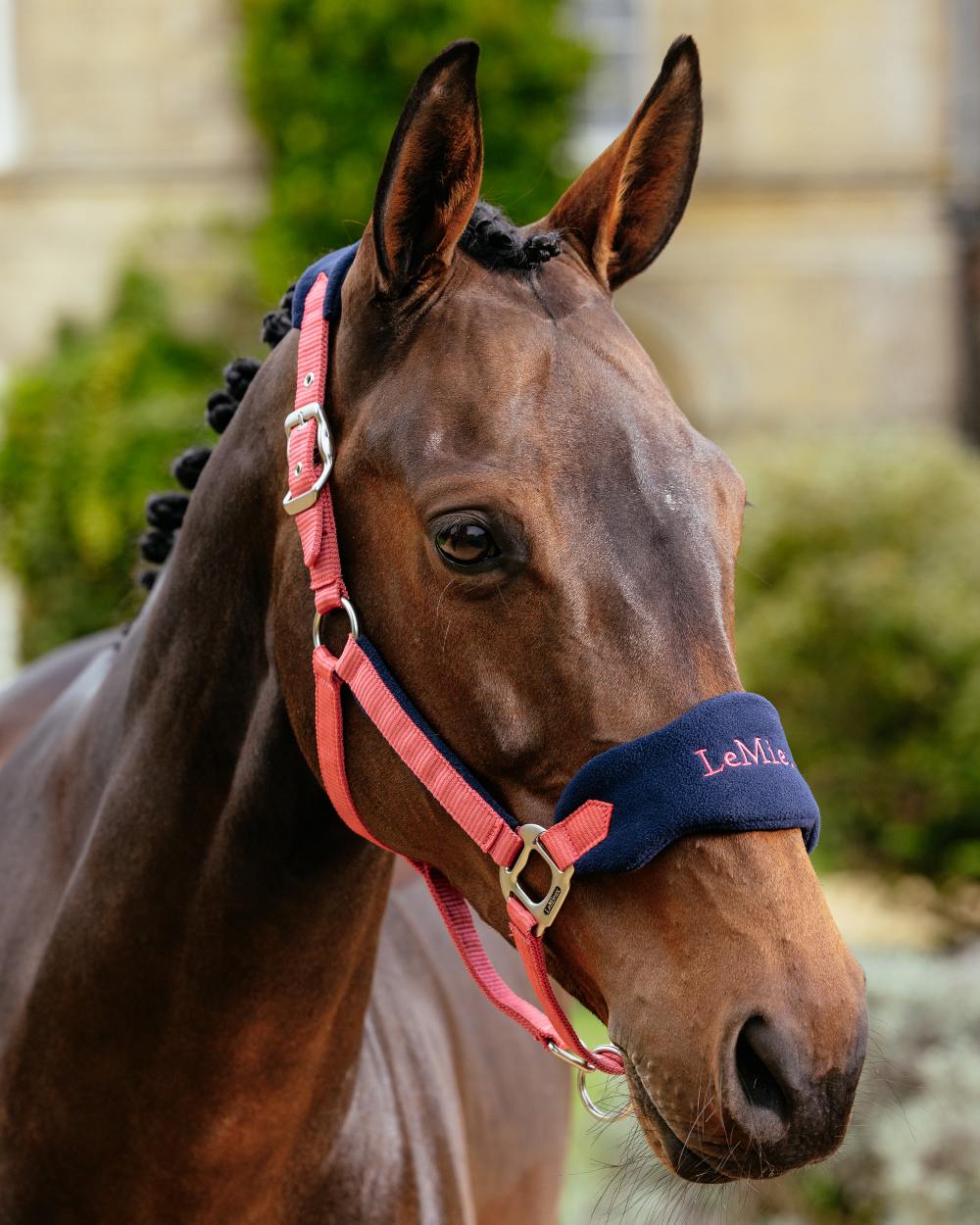 Cranberry coloured LeMieux Vogue Headcollar &amp; Leadrope on outdoor background 