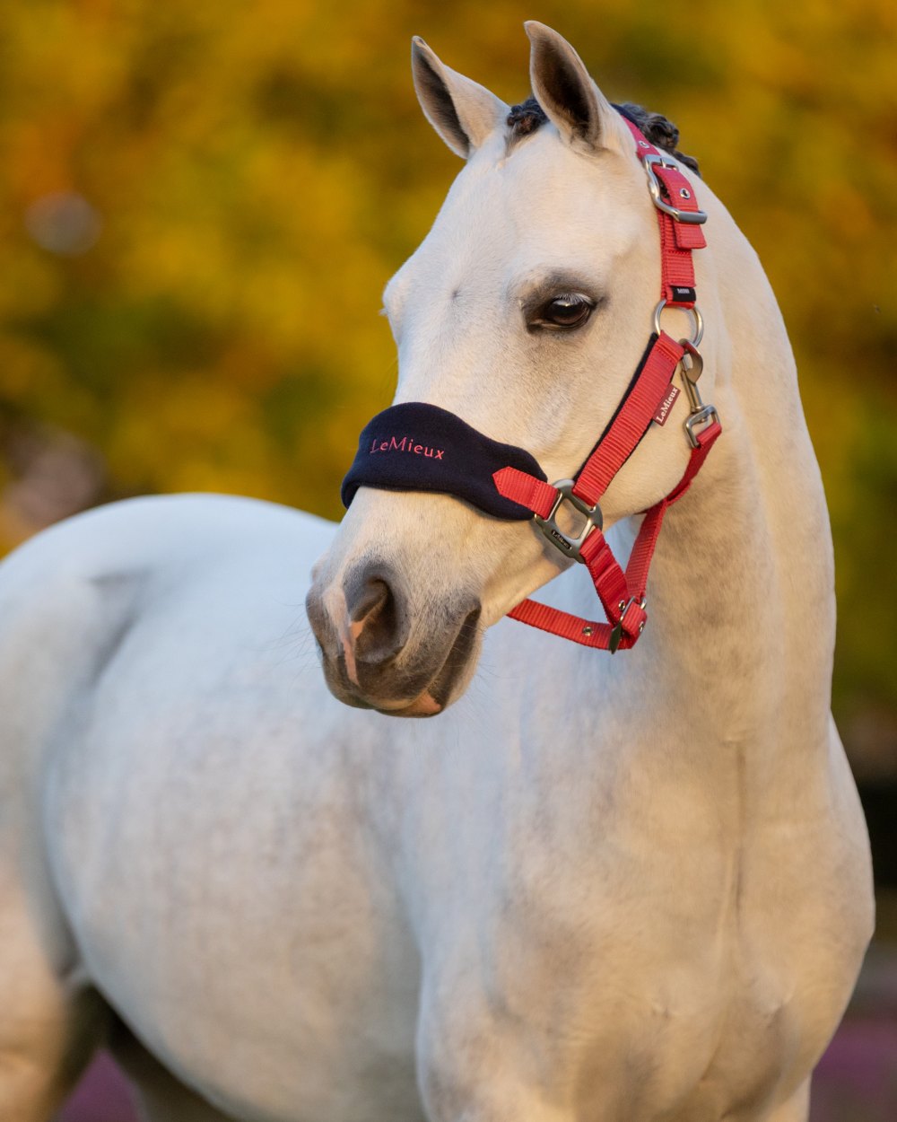 Cranberry coloured LeMieux Vogue Headcollar &amp; Leadrope on outdoor background 