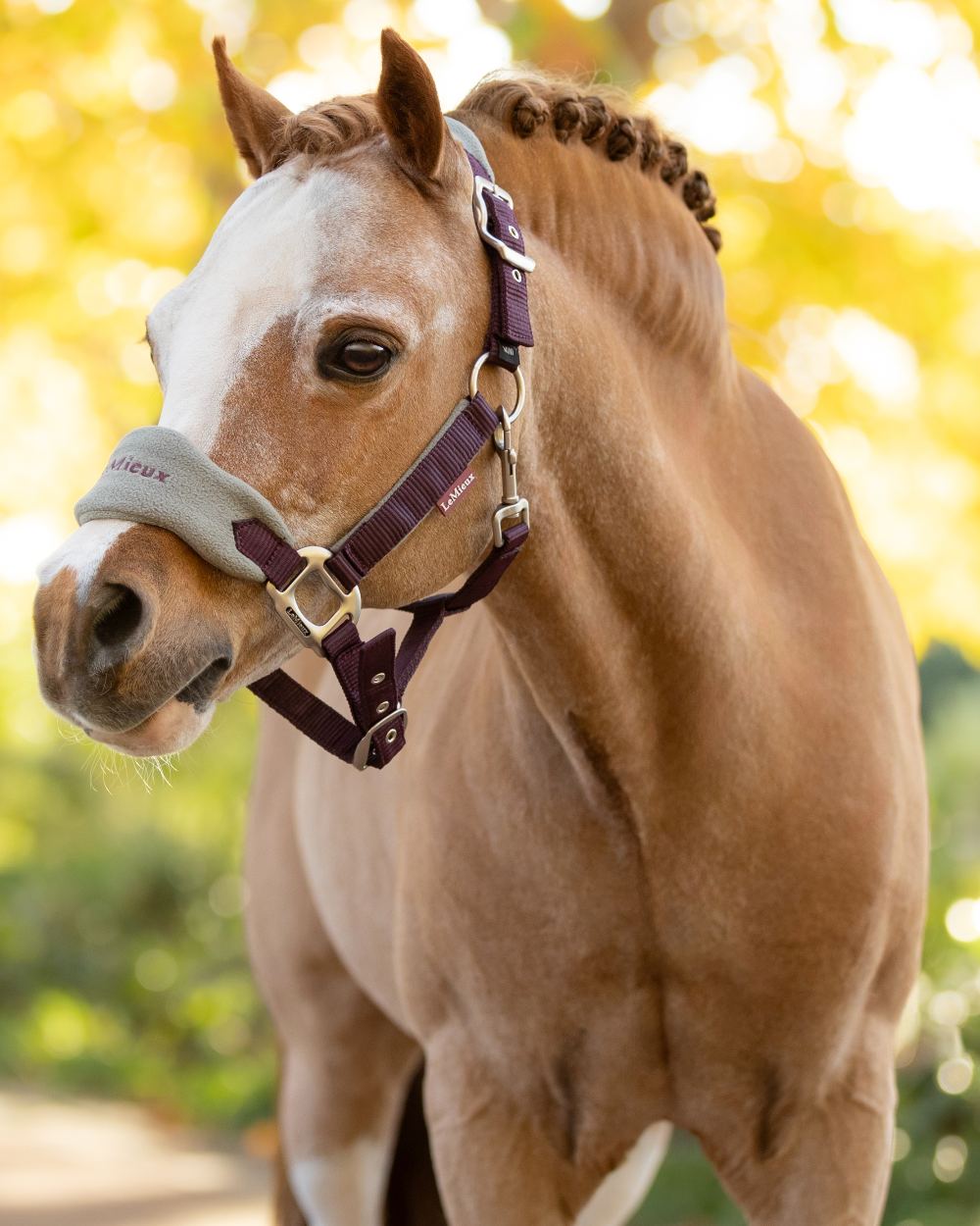 Damson coloured LeMieux Vogue Headcollar &amp; Leadrope on outdoor background 