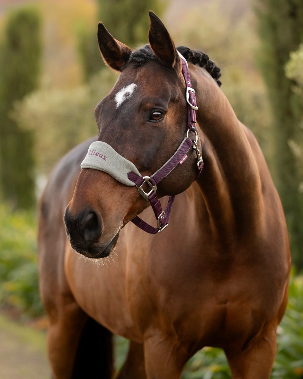 Damson coloured LeMieux Vogue Headcollar &amp; Leadrope on outdoor background 