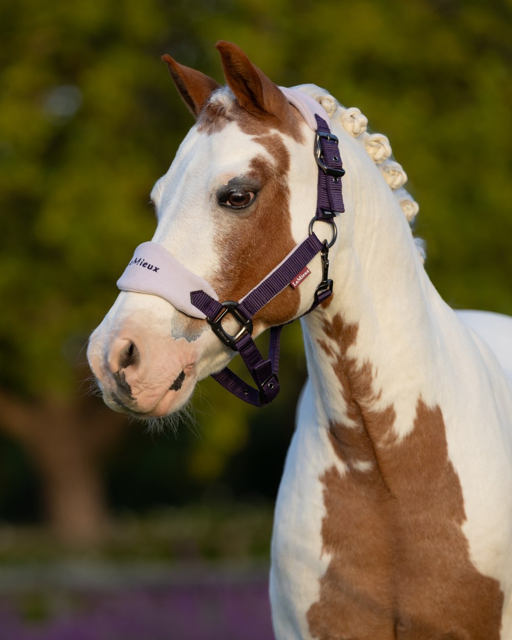 Juniper coloured LeMieux Vogue Headcollar &amp; Leadrope on outdoor background 