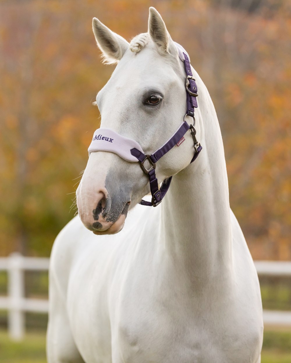 Juniper coloured LeMieux Vogue Headcollar &amp; Leadrope on outdoor background 