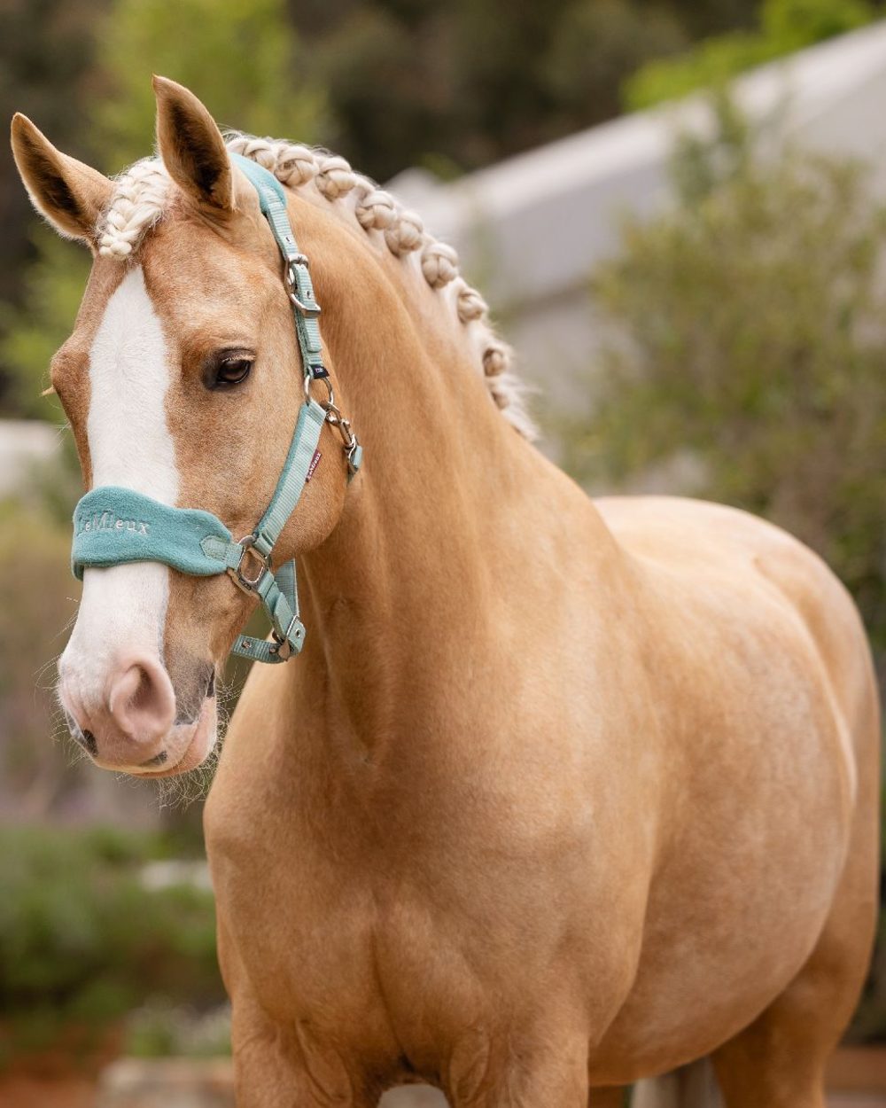Lagoon coloured LeMieux Vogue Headcollar &amp; Leadrope on blurry background 