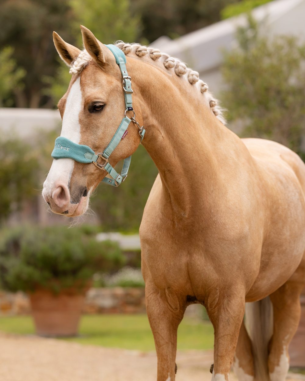Lagoon coloured LeMieux Vogue Headcollar &amp; Leadrope on blurry background 
