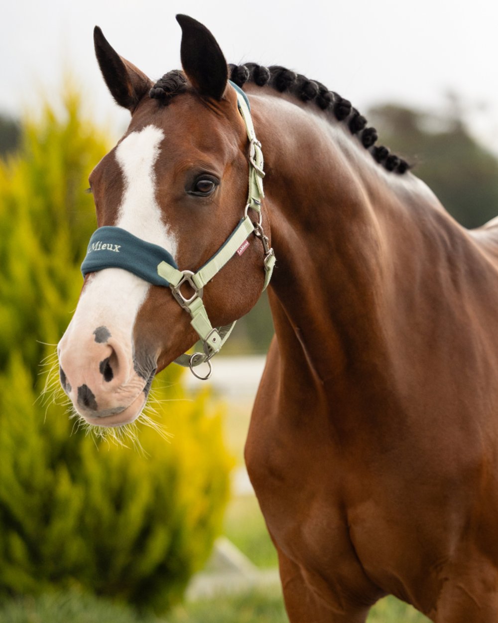 Macaron coloured LeMieux Vogue Headcollar &amp; Leadrope on outdoor background 