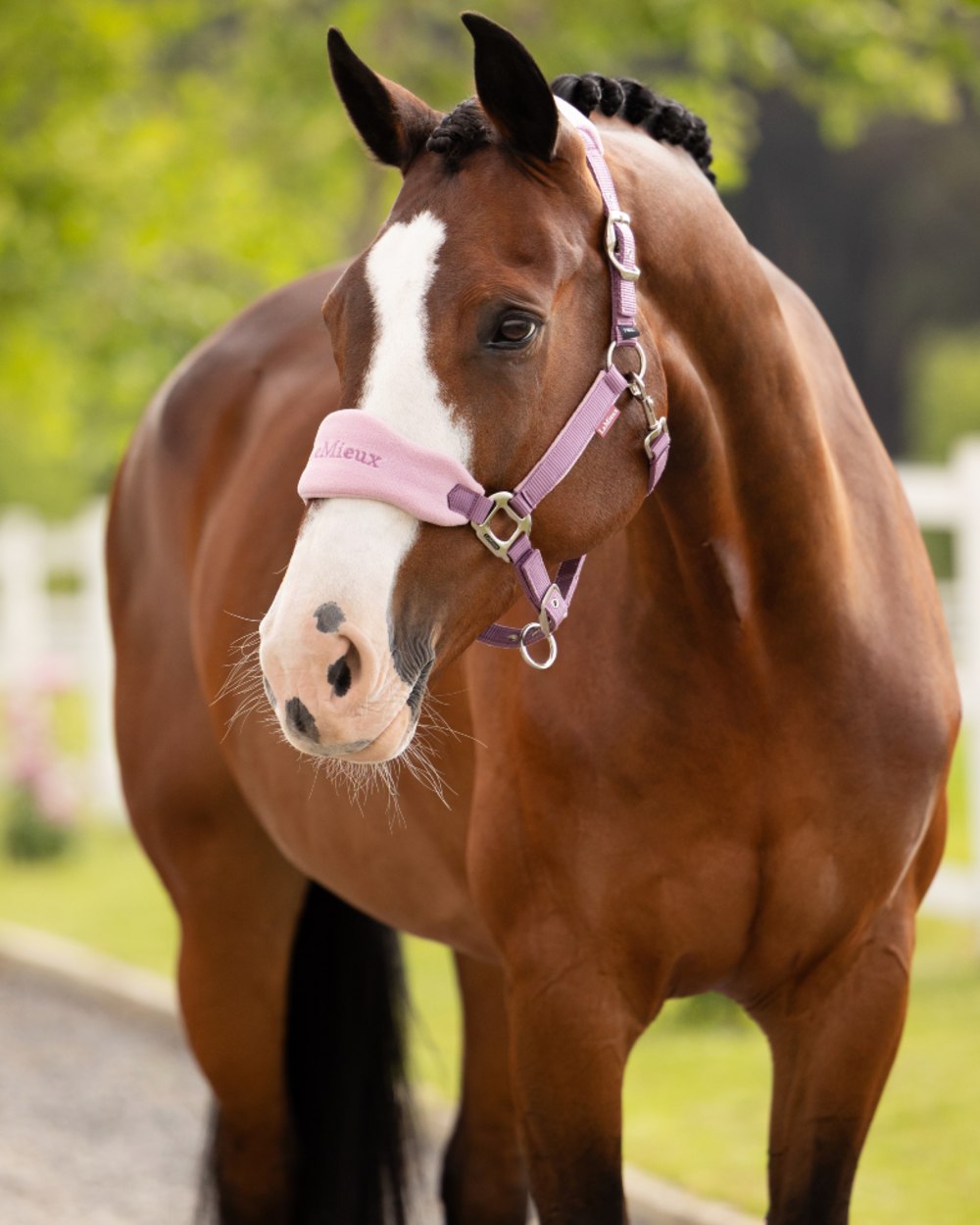 Mallow coloured LeMieux Vogue Headcollar &amp; Leadrope on outdoor background 