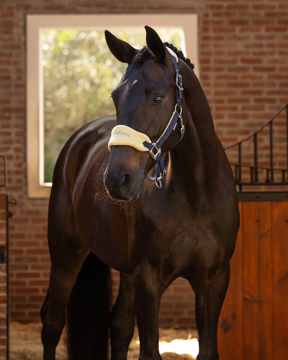 Mimosa coloured LeMieux Vogue Headcollar &amp; Leadrope on wall background 