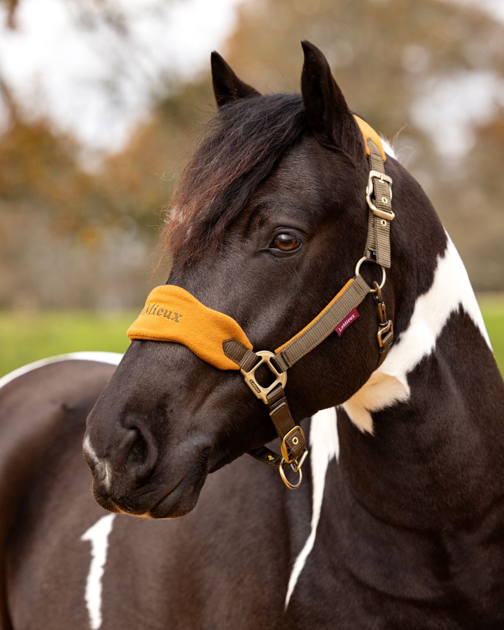 Alpine coloured LeMieux Vogue Headcollar &amp; Leadrope on blurry background 