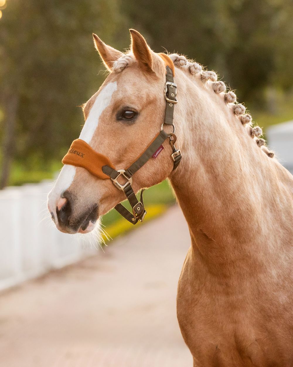 Alpine coloured LeMieux Vogue Headcollar &amp; Leadrope on blurry background 