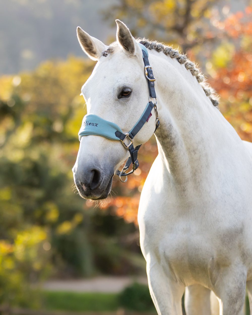 Patrol coloured LeMieux Vogue Headcollar &amp; Leadrope on blurry background 