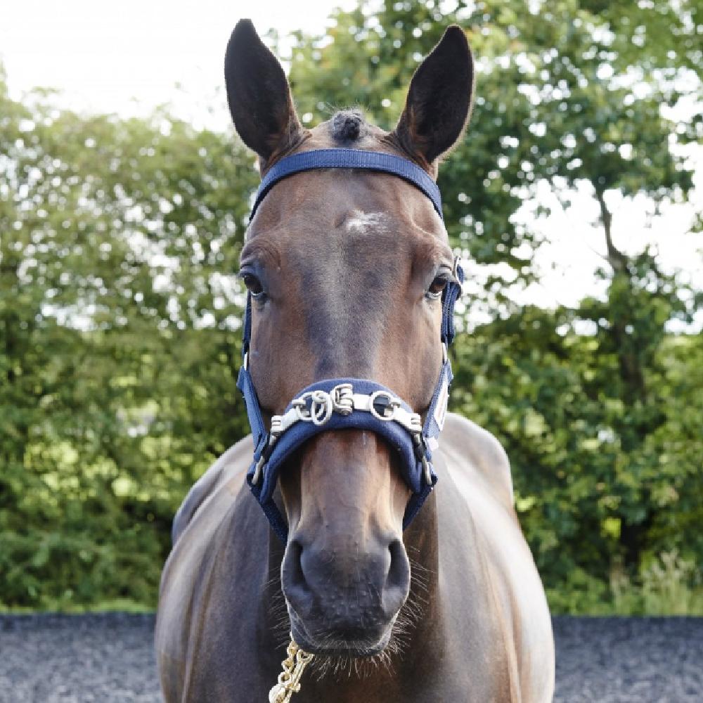 John Whitaker Lunge Cavesson in Navy