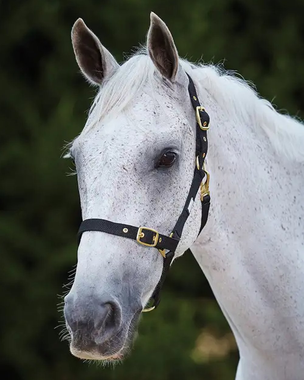 Black coloured Roma Adjustable Quick Clip Headcollar on blurry background 