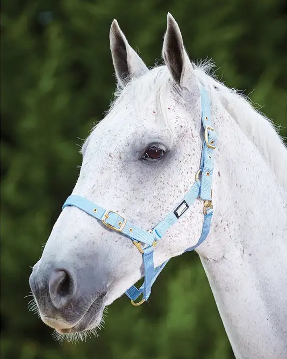 Light Blue coloured Roma Adjustable Quick Clip Headcollar on blurry background 