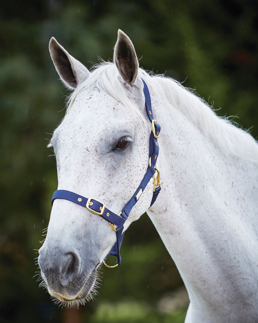 Navy coloured Roma Adjustable Quick Clip Headcollar on blurry background 