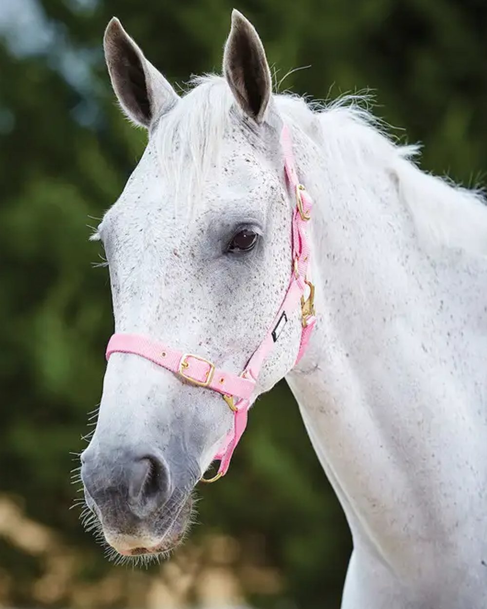 Pink coloured Roma Adjustable Quick Clip Headcollar on blurry background 