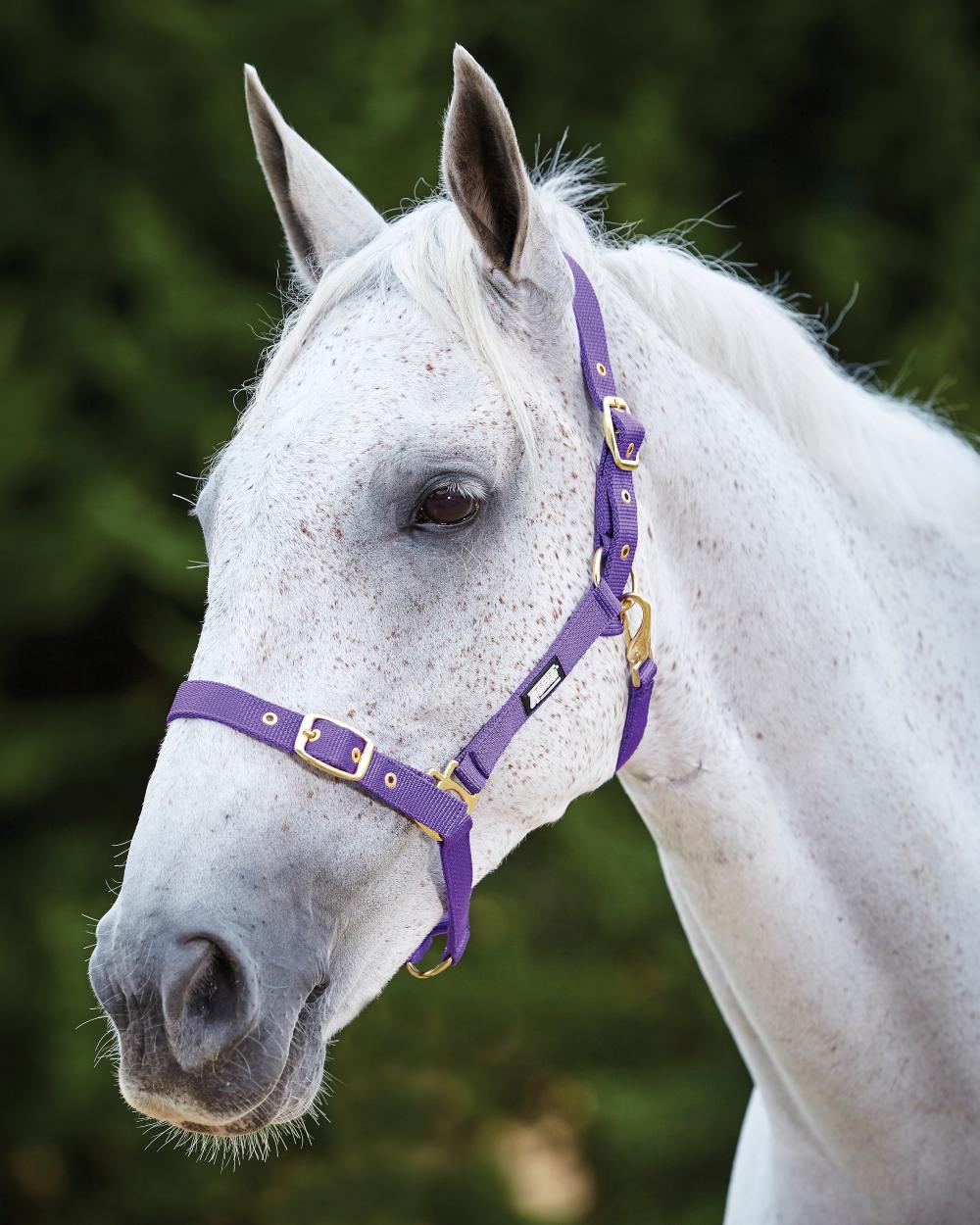 Purple coloured Roma Adjustable Quick Clip Headcollar on blurry background 