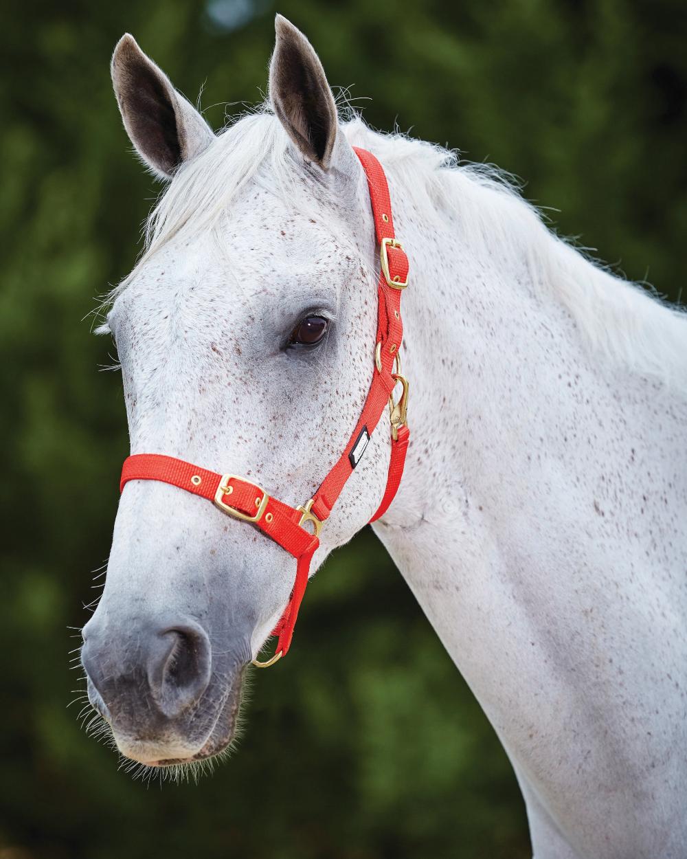 Red coloured Roma Adjustable Quick Clip Headcollar on blurry background 