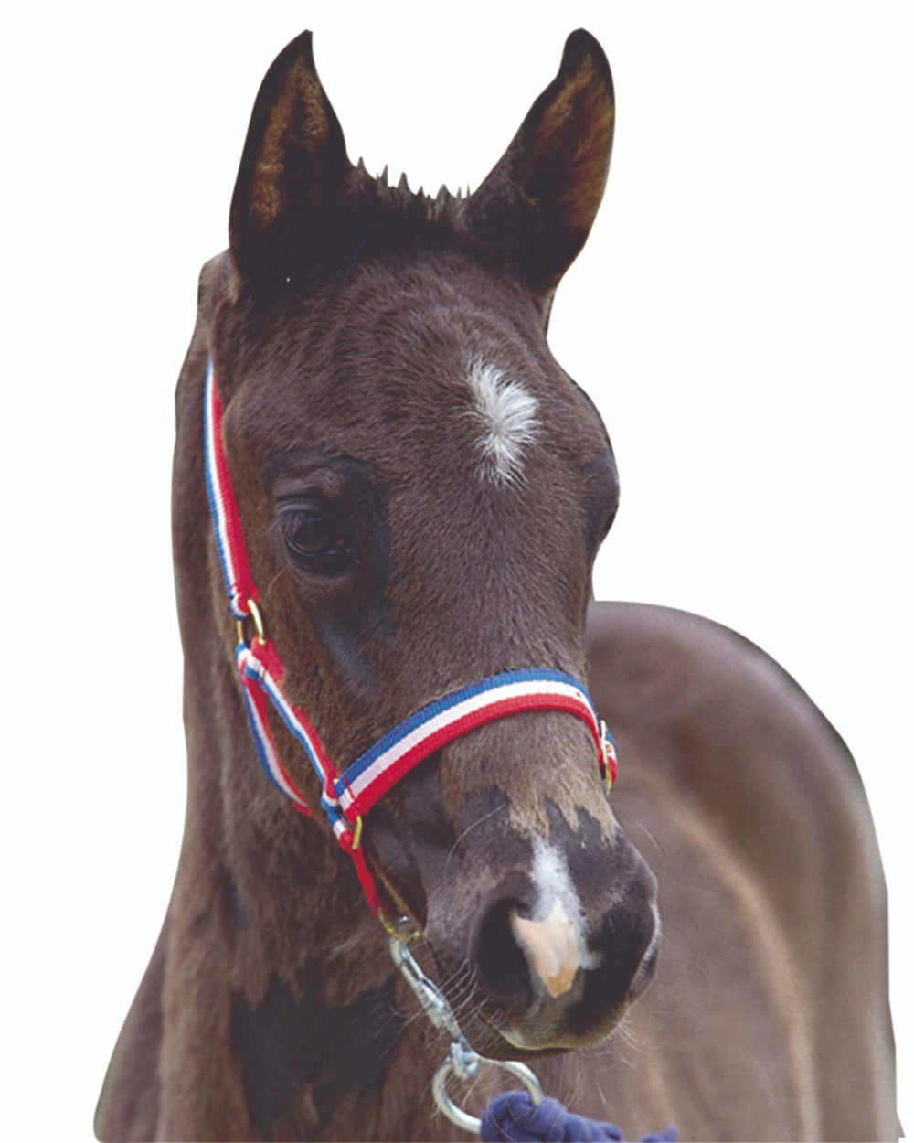 Red White Blue coloured Roma Foal Headcollar on white background 