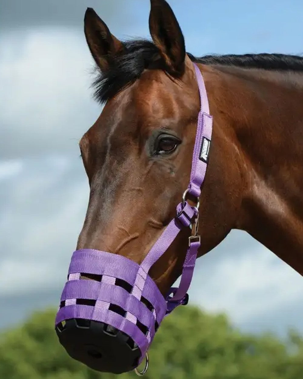 Purple coloured Roma Grazing Muzzle on blurry background 