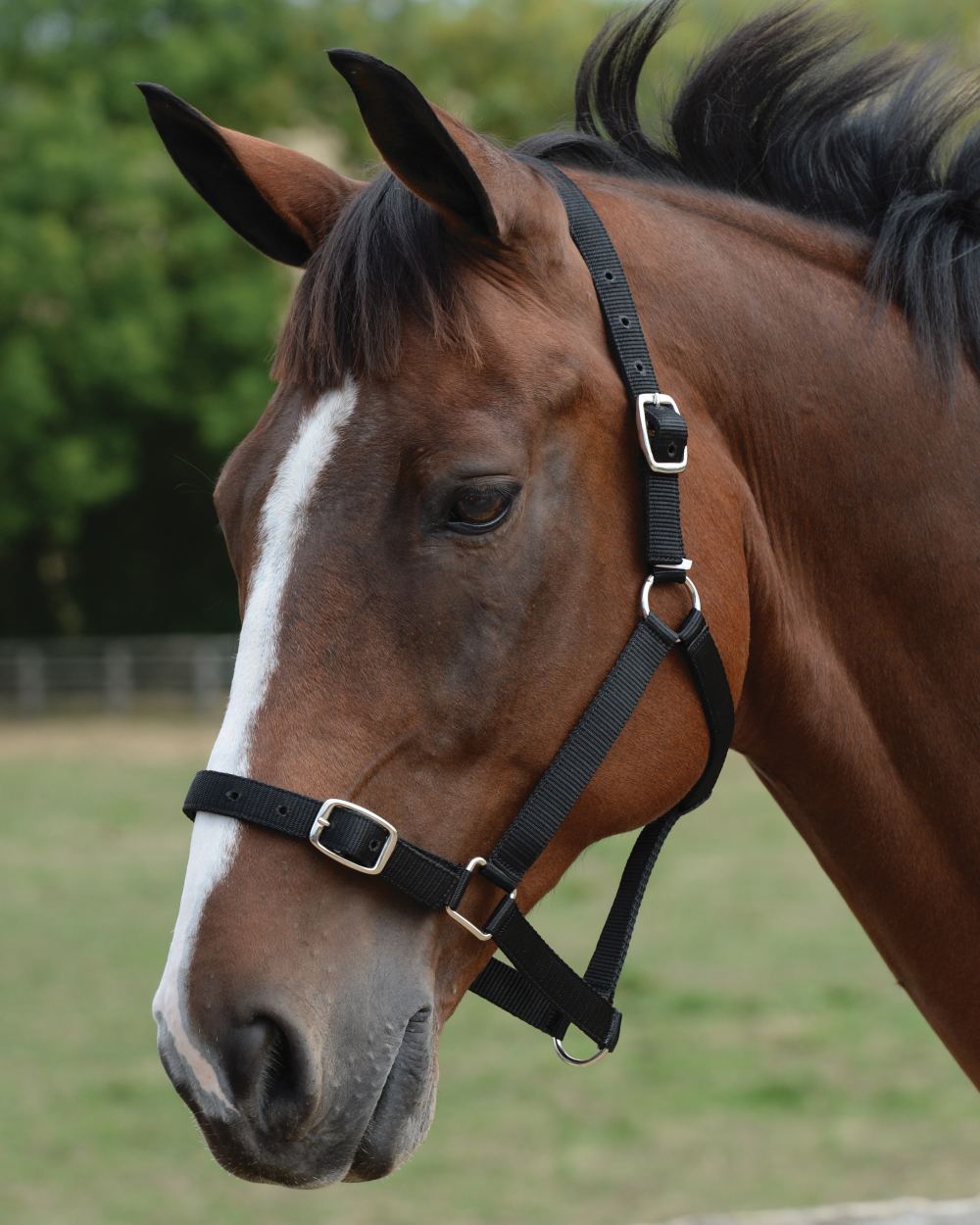 Black coloured Roma Headcollar And Lead Set on blurry background 