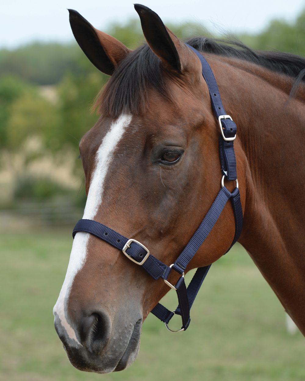 Navy coloured Roma Headcollar And Lead Set on blurry background 