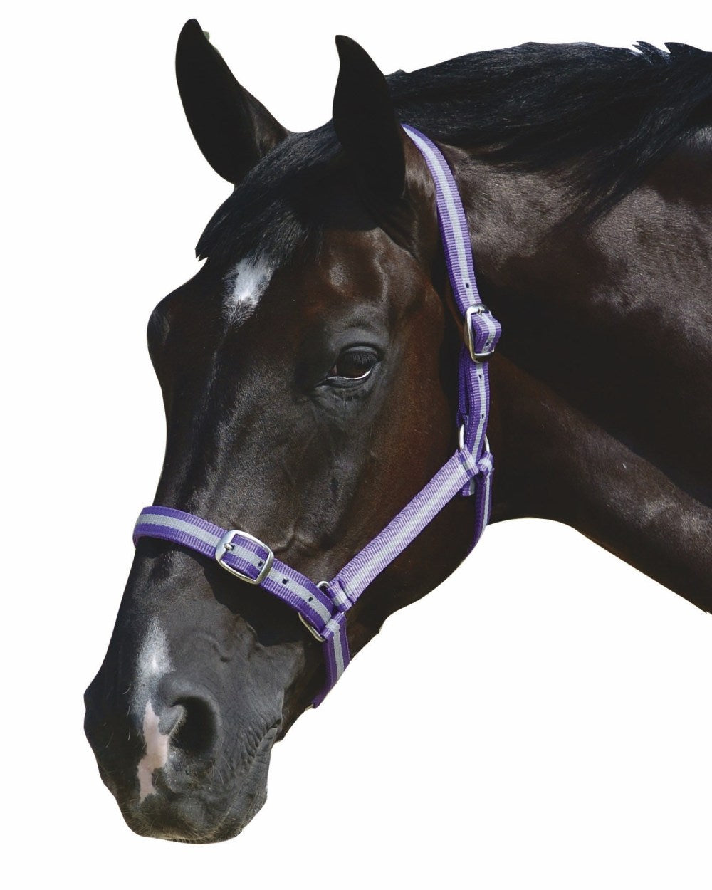 Purple Silver coloured Roma Headcollar And Lead Set on blurry background 