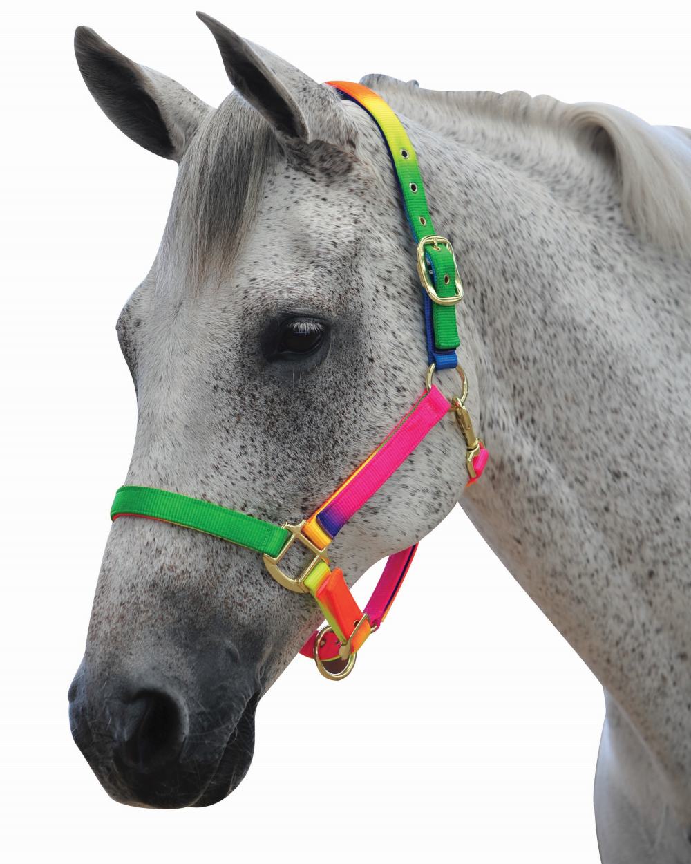 Roma Rainbow Headcollar on white background